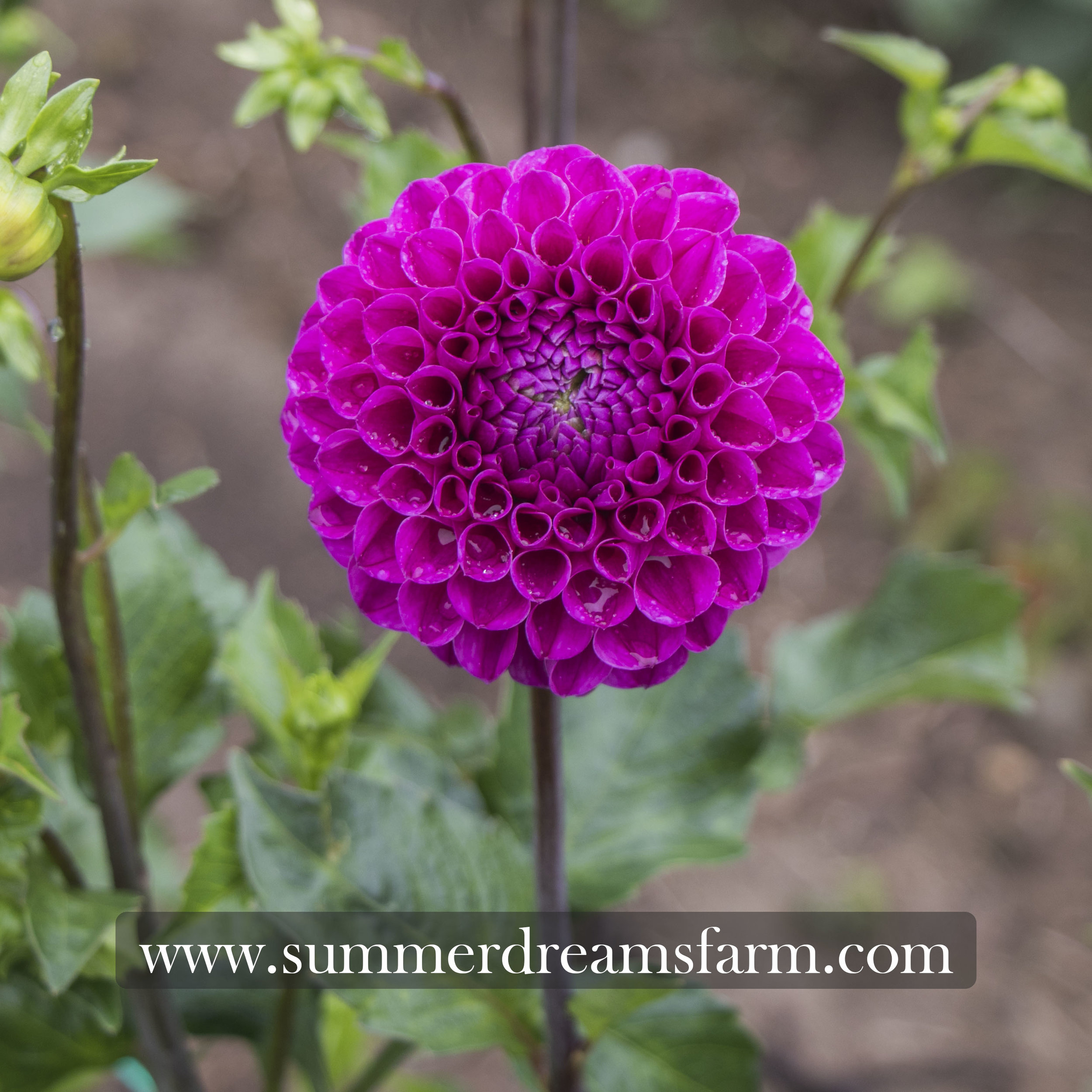Dahlia - Nijinsky — Dahlia | SummerDreamsFarm